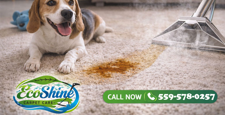pet-stain-odor-removal-fresno-ca-eco-shine